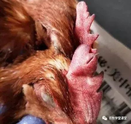 鸡病种类分别
