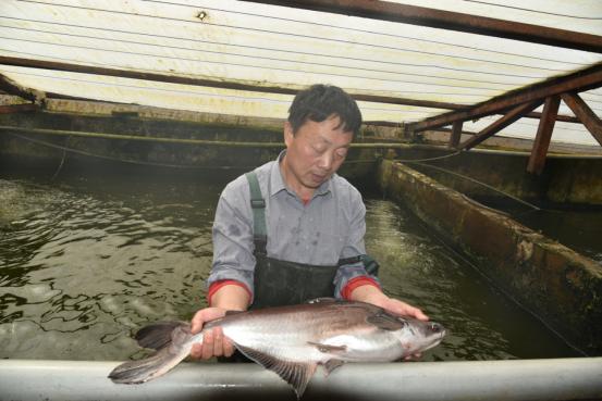 观赏鱼的大棚养殖方法