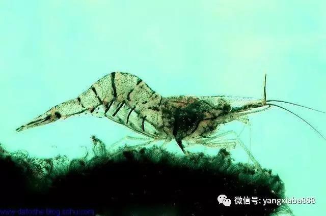对虾养殖大棚加温设备的应用与探讨
