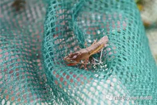 江苏大棚养虾基地的地理位置与产业优势分析