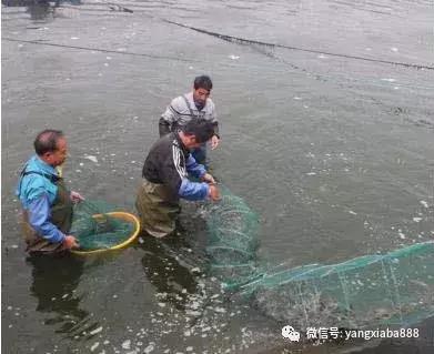 大棚工厂化养虾，现代水产养殖的新模式