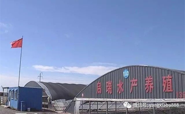 芜湖淡水虾养殖大棚，探索现代水产养殖新模式