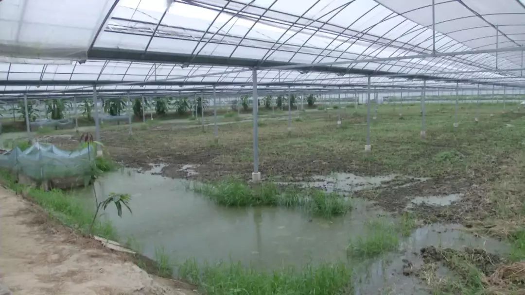 大棚小龙虾养殖基地，创新模式的探索与实践