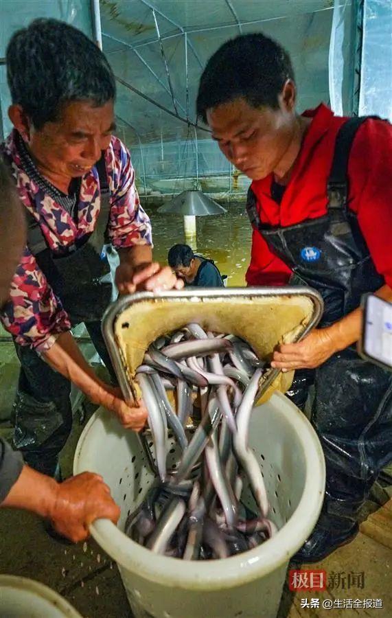 高密度大棚鳗鱼养殖技术与实践