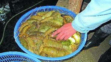 大棚养殖海参挣钱吗