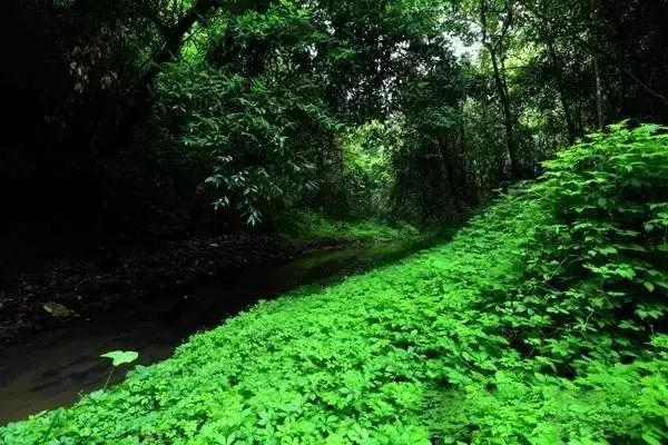 水晶木纹，探寻矿源之旅