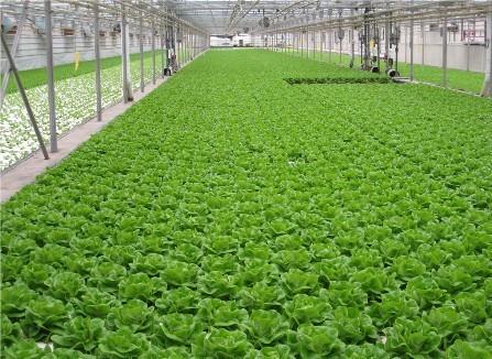 探索现代化养虾大棚，一个关于1.5亩养虾大棚的故事与图片展示