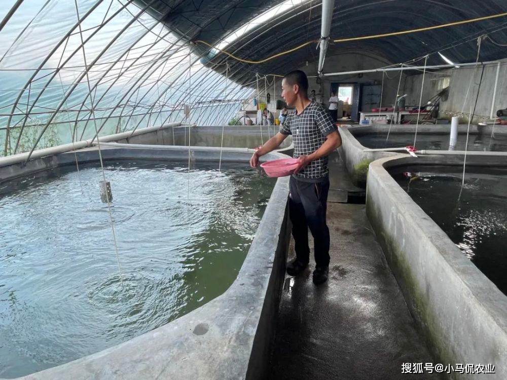大棚养殖鱼恒温技术的探索与实践