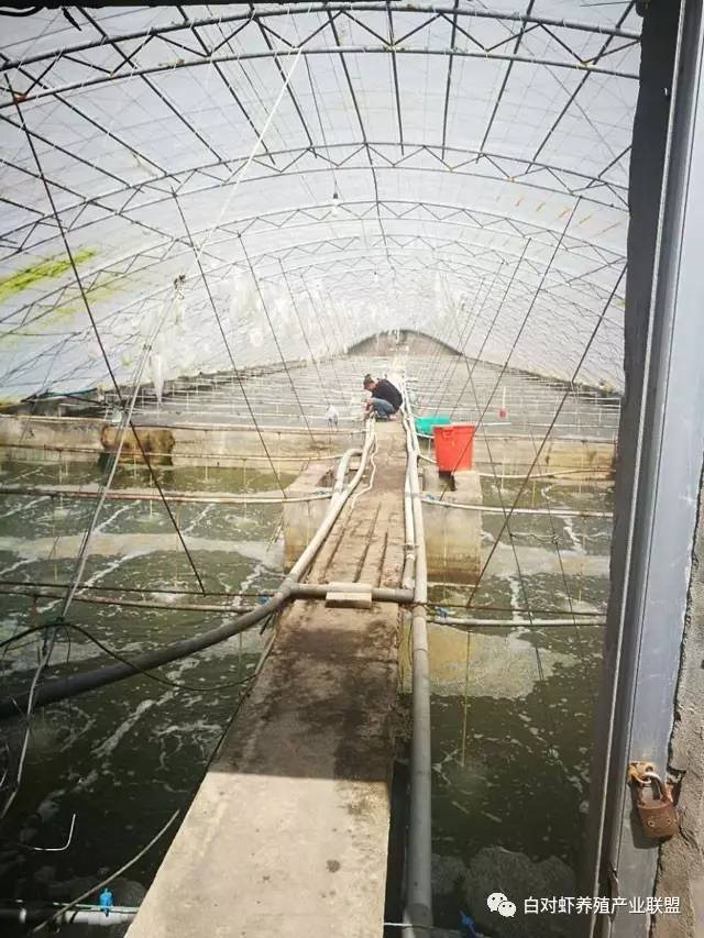 盐城大棚对虾塘转让，商机与未来发展