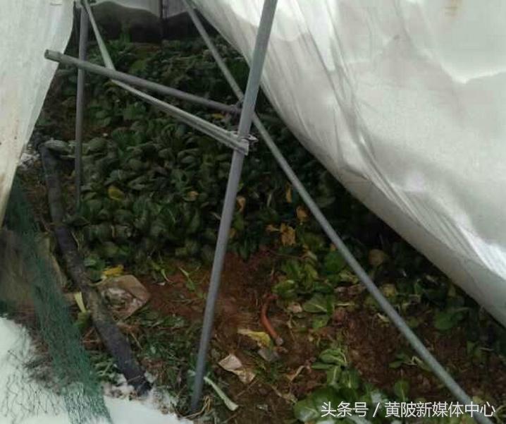 高效大棚养殖基地，现代畜牧业的崭新篇章
