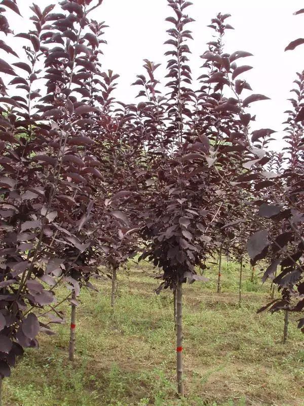最新品种彩叶苗木，重塑园林美学的独特魅力