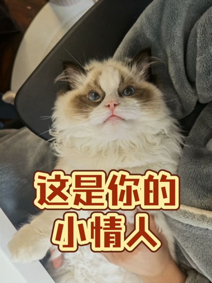 情人猫表情包，情感交流的可爱使者