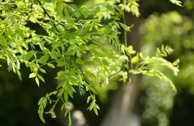 园林苗木品种，多样性与应用