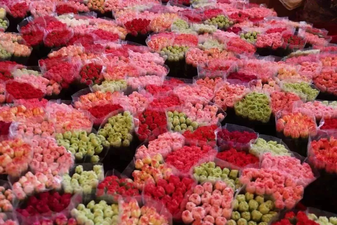 广州年宵花品种介绍与图片展示