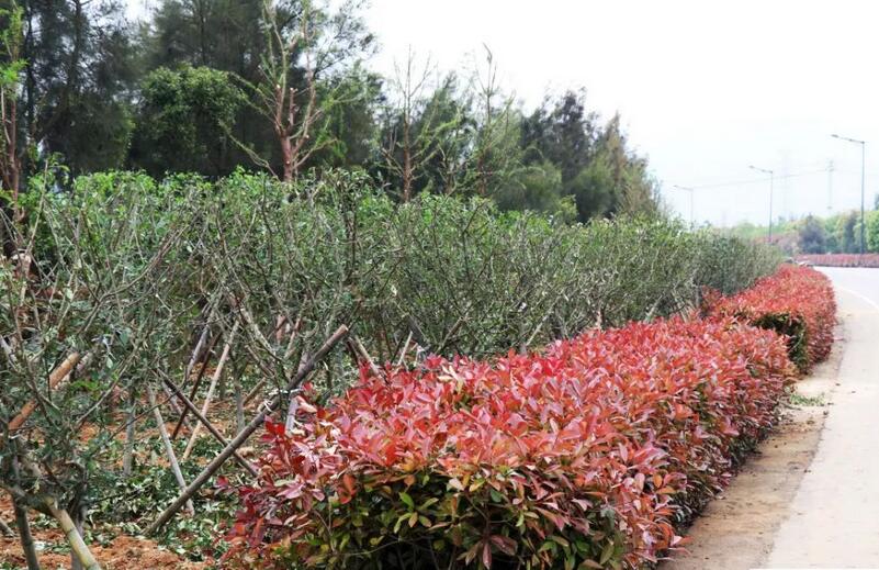 路边绿化苗木品种大全，多彩植物装点城市景观