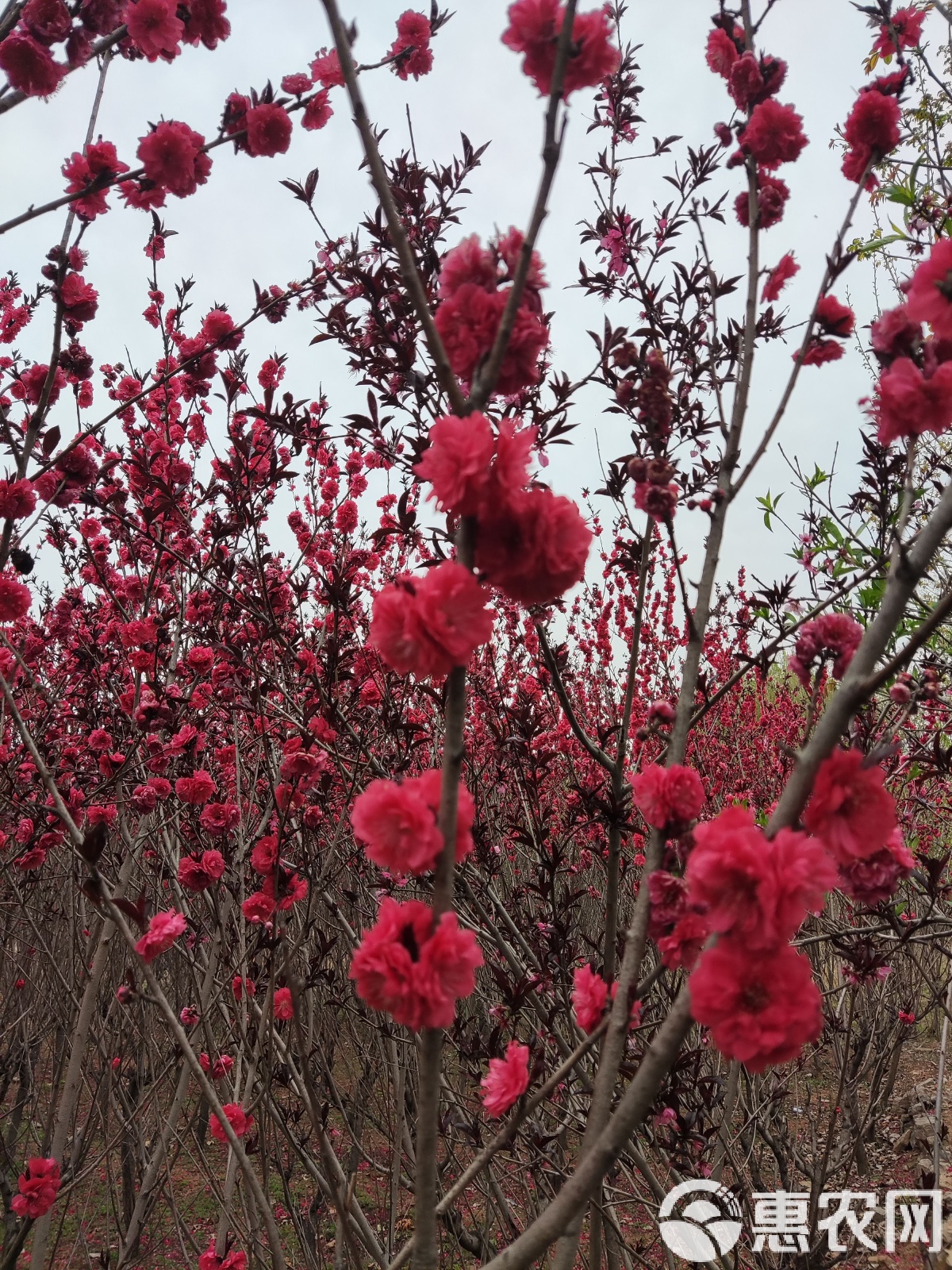 碧桃品种在枣庄的绽放与传承