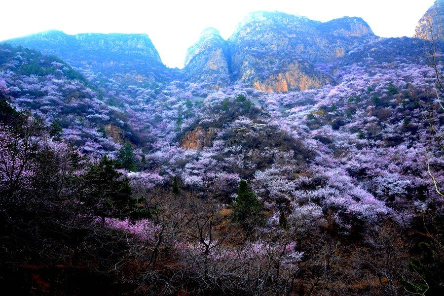 河南海棠品种，绽放的美丽与独特魅力