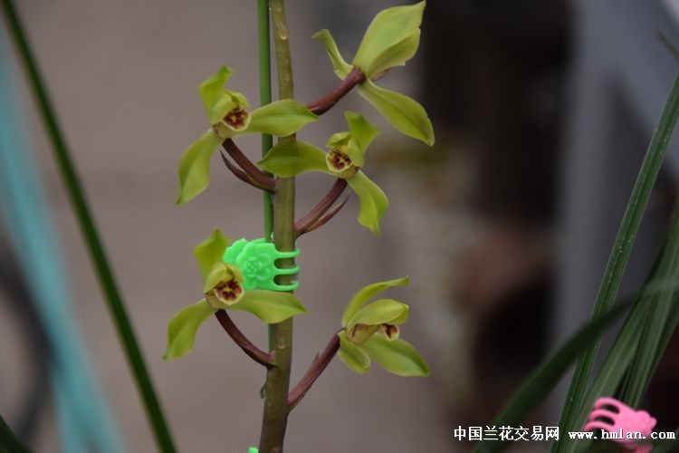 惠兰品种繁多，各具特色，选择一株品质优良的惠兰对于兰花爱好者而言至关重要。本文将介绍几种品质较好、受欢迎的惠兰品种，帮助爱好者们更好地了解和选择。
