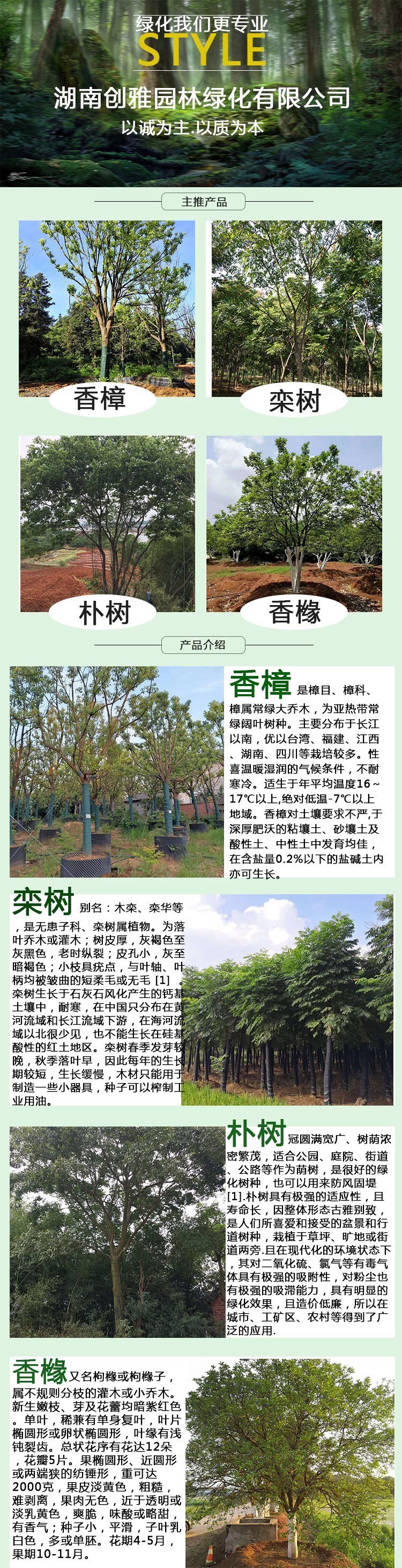 绿化树高价值品种解析