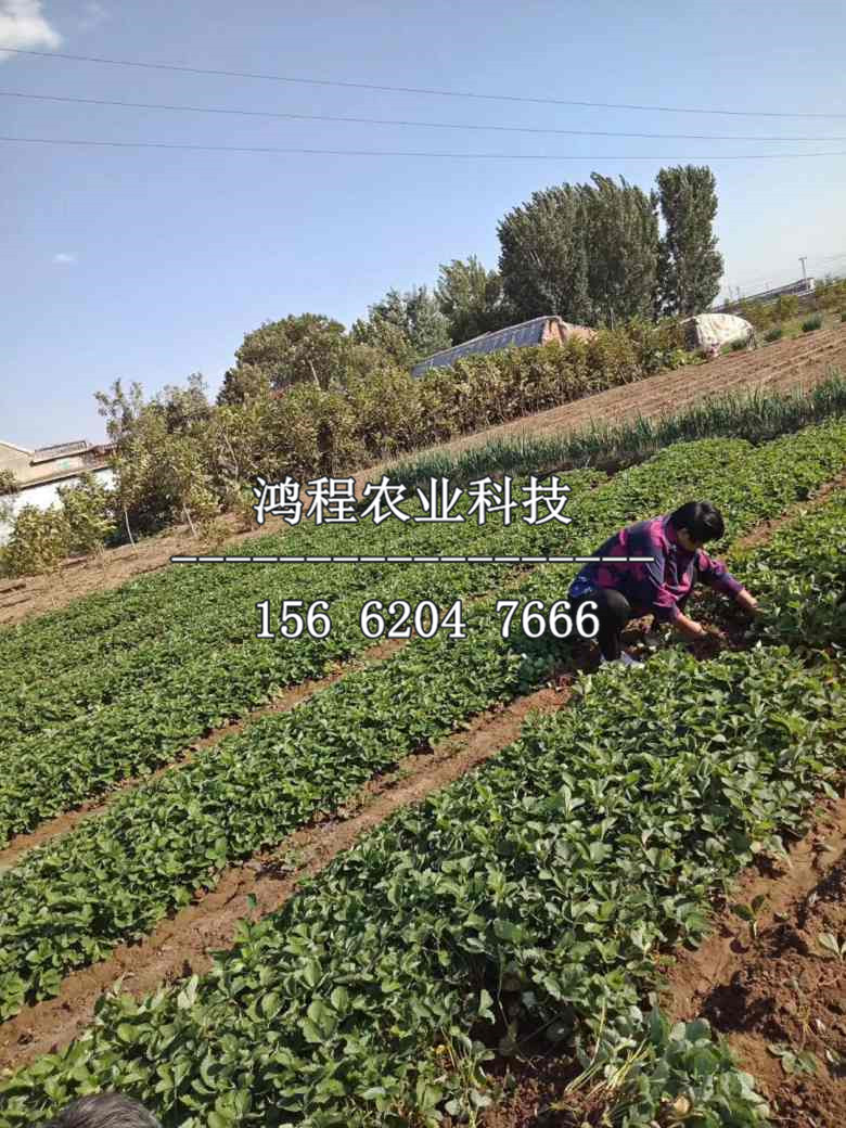 苗木新品种注册，打造绿色产业新动力