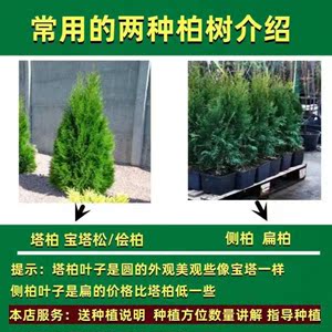 查柏树品种价格及图片概览
