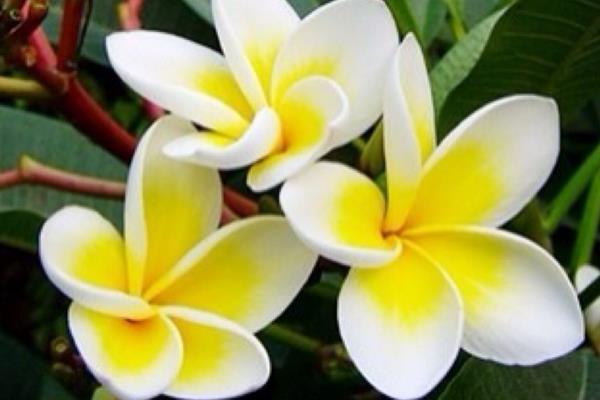 如何做美味的鸡蛋花——一道家常营养早餐的烹饪指南