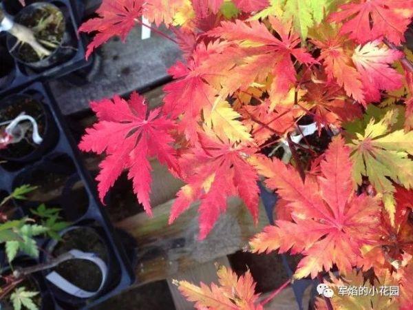 日本枫品种繁多，各具特色，是园艺爱好者和植物研究者关注的焦点之一。本文将介绍几种常见的日本枫品种，包括其特点、生长环境及观赏价值等方面，带领读者走进五彩斑斓的日本枫品种世界。