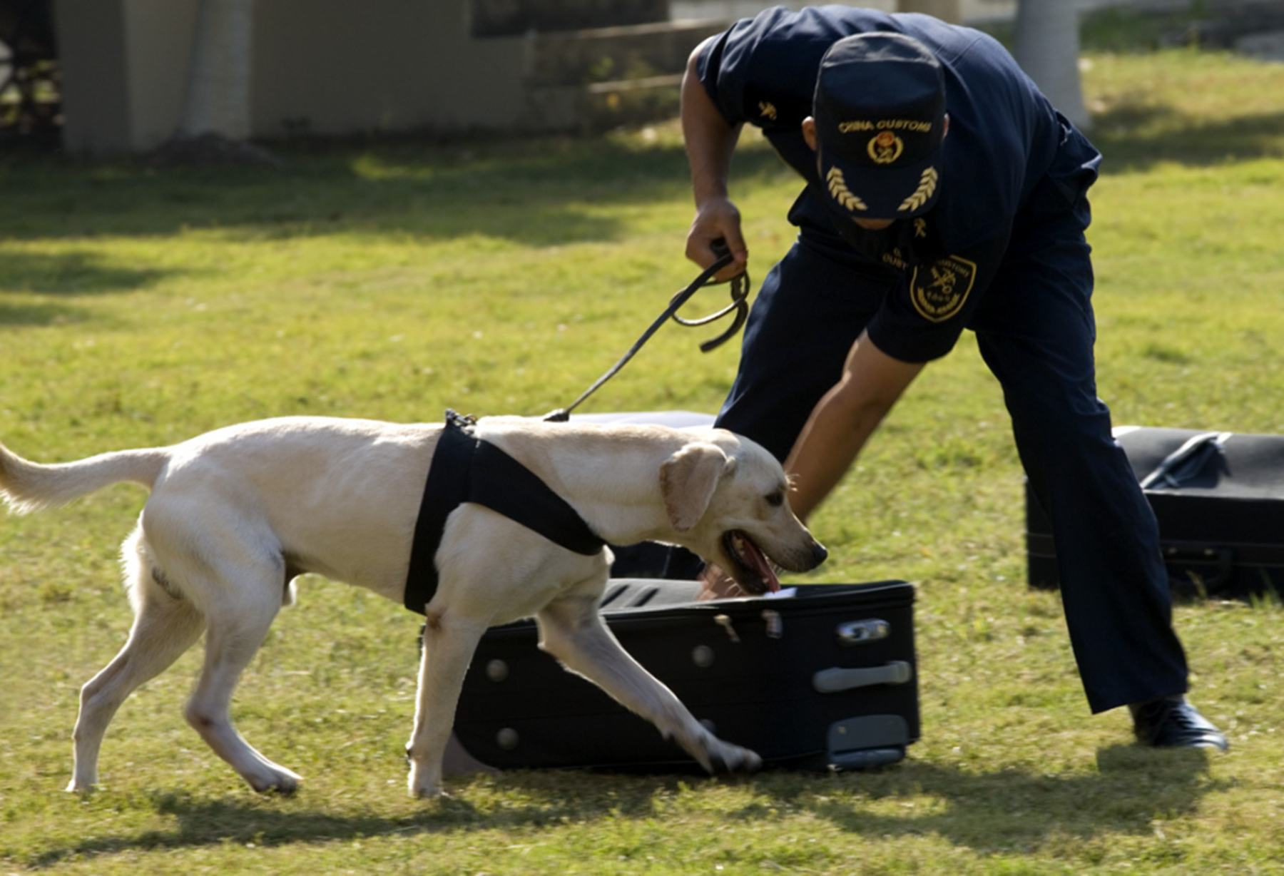 揭秘白色警犬背后的神秘面纱，品种与职责的探讨