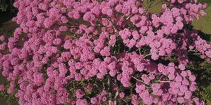 春季花木品种，繁花似锦的世界