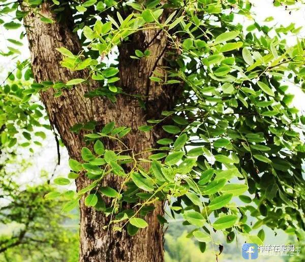 浙江黄檀树品种，深入解析其特点与优势
