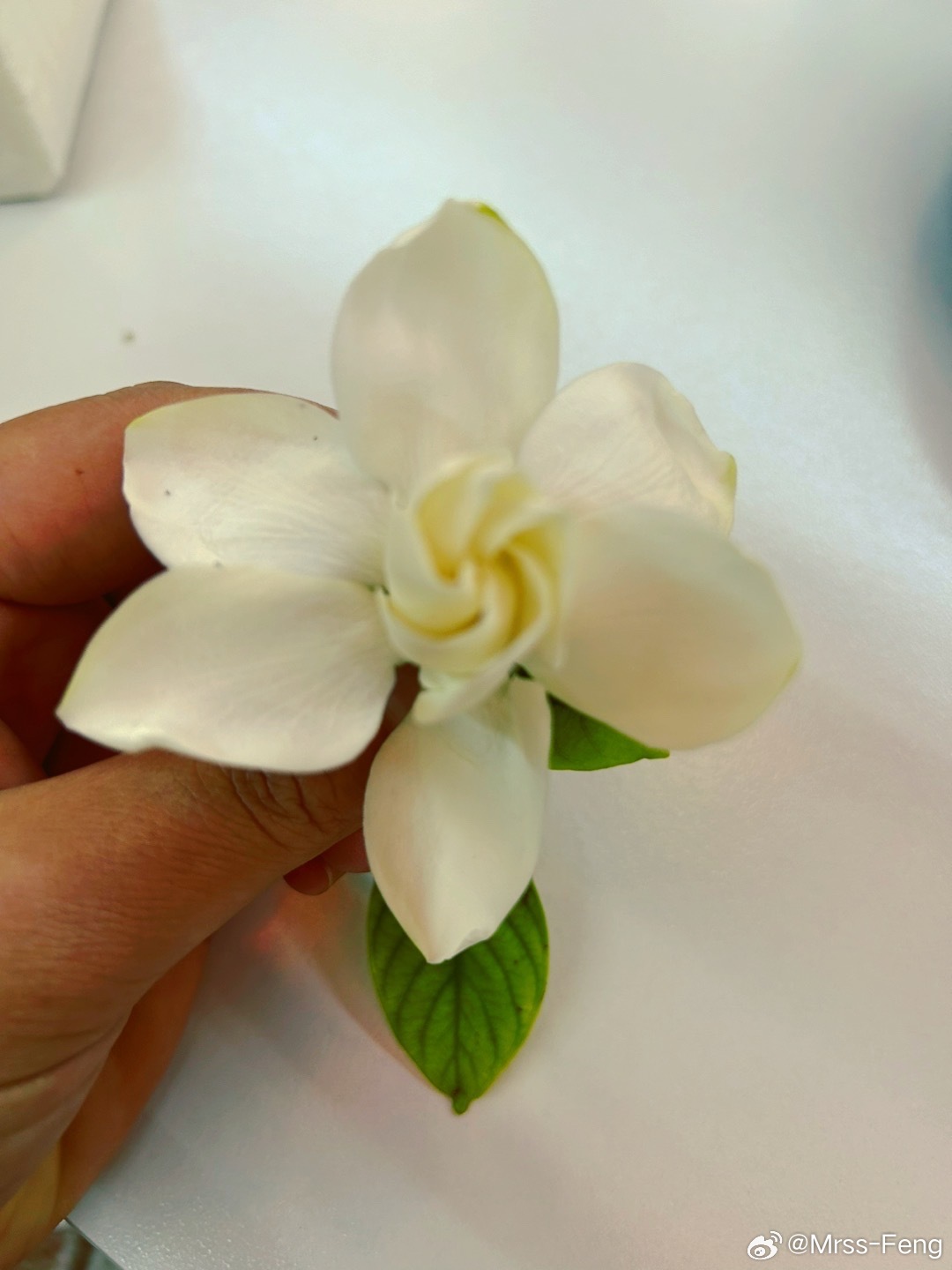 栀子花与鸡蛋花的美丽邂逅