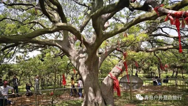 朴树品种介绍