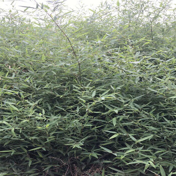 适合做绿篱的竹子品种