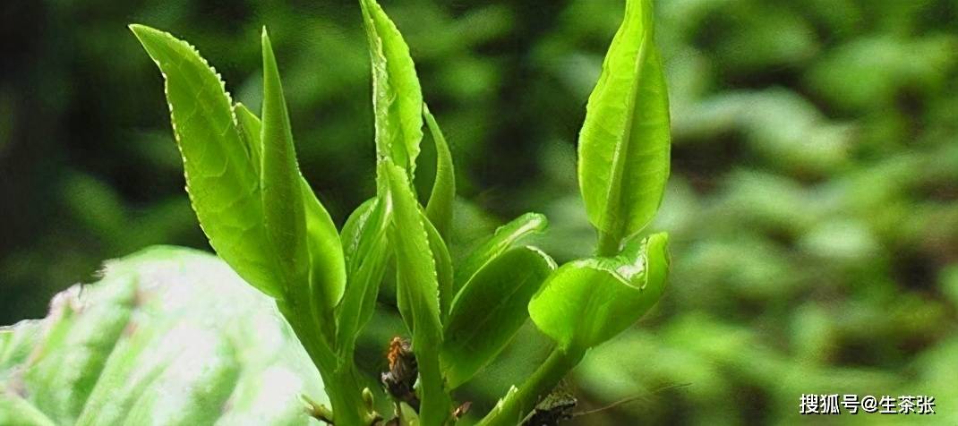 紫羊茅品种名字，探索其独特性与优势