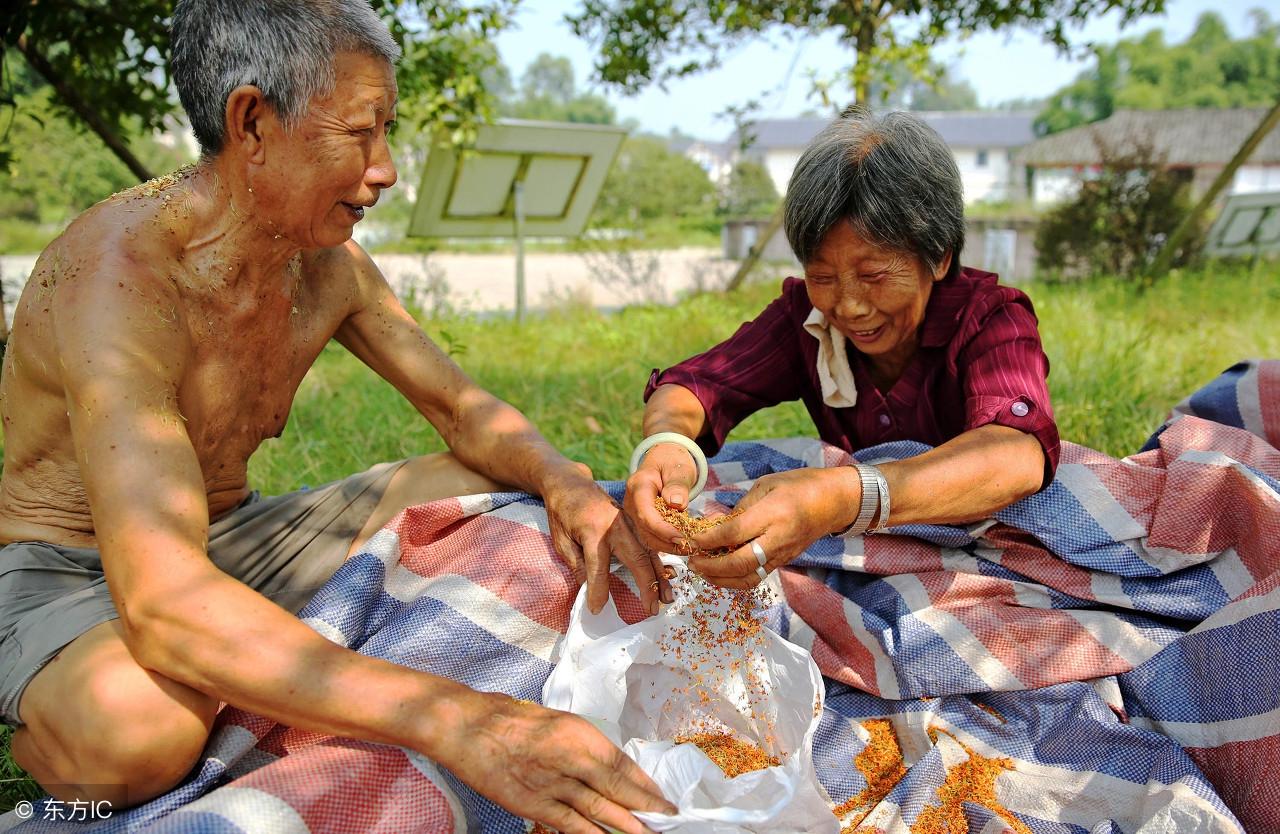 桂花丹桂树品种及其价格探析