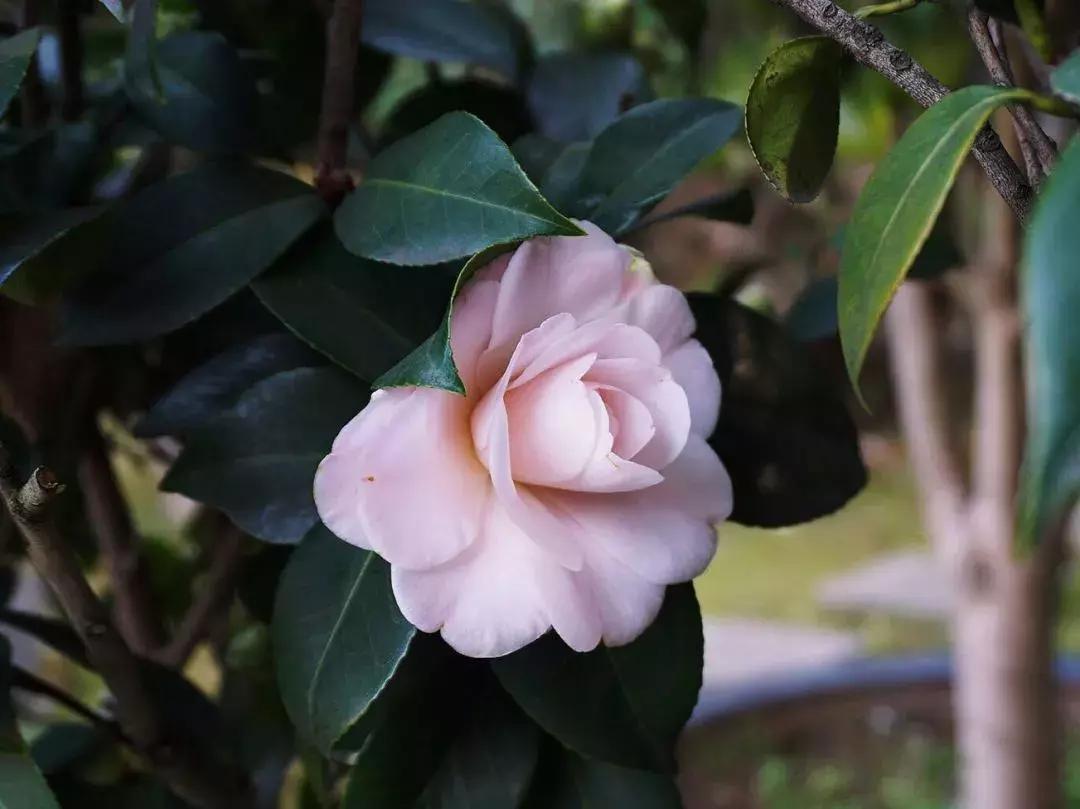花木茶花品种，美丽与文化的交融